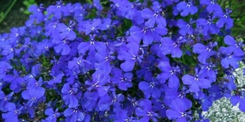 Lobelia ampelous sapphire: fotografija i opis